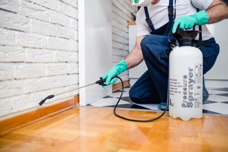 Why Chicago Homes Keep Dealing With Pests All Year Long Daily